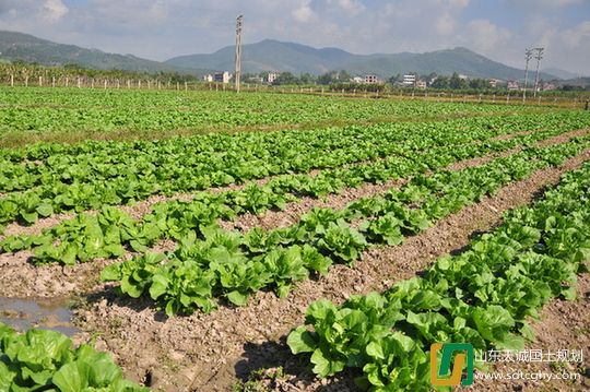 农土地流转让土地不再搁荒 农民收入大幅提高