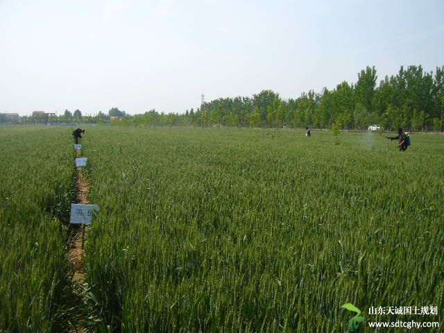 商河农户对土地流转什么态度?半数农民希望土地流转