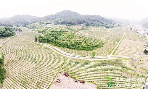 吴家店镇推进农土地流转并发展特色产业实现合作共赢