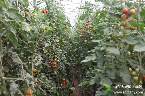 昌邑家庭农场综合标准化示范区验收成功