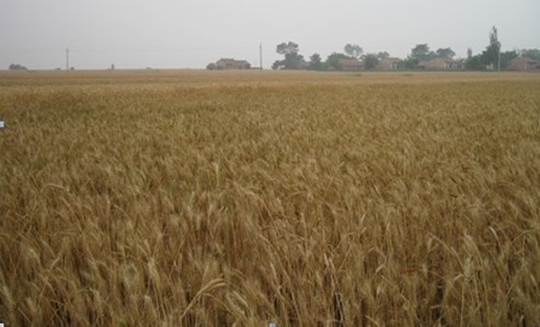 平凉灵台注册家庭农场69个 有效推动了农业增效增收