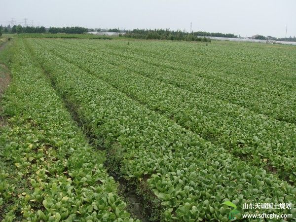 上海农土地流转率全国最高 流转率达到75%