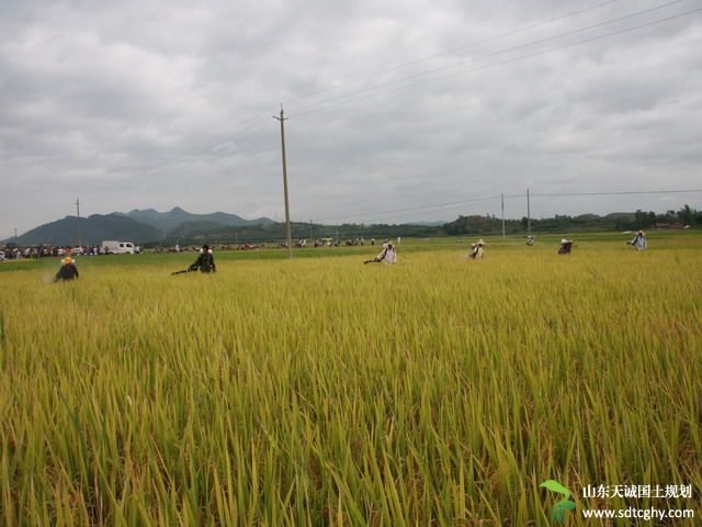 田阳县大力推进耕地“小块并大块”促现代农业发展