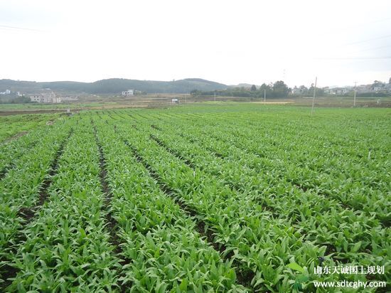 新店镇“三个确保”积极助力基本农田划定工作