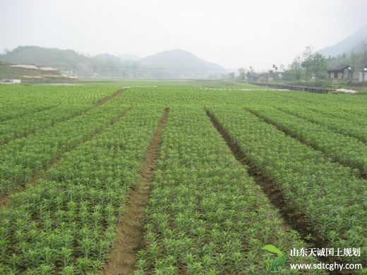 王沟镇农土地流转种植百合成为农民增加收入的好路