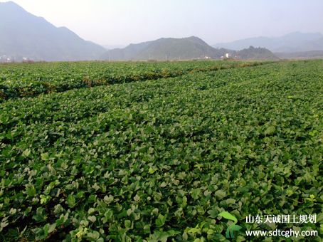 横峰县实施耕地保护与质量提升项目推广种植绿肥