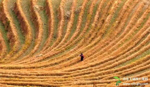 太仓试点轮作休耕 两万亩耕地“喘口气”