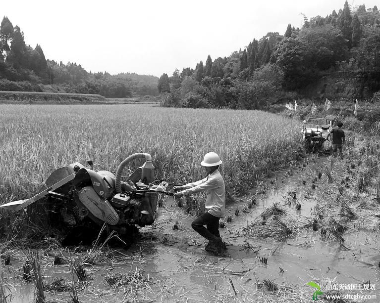 井研县土地抵押贷款为种植农户送“及时雨”
