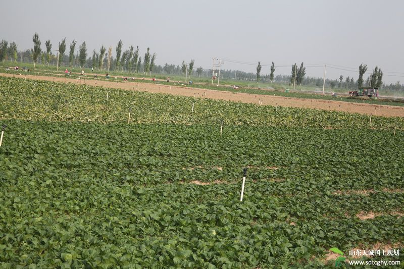 宁夏三年内补充耕地十九万亩 保持充足耕地后备资源