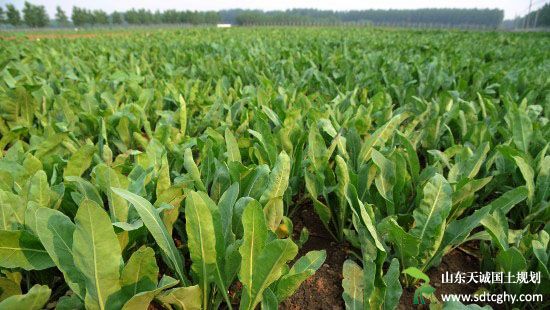 家庭农场种植药材 农民大发“药财”