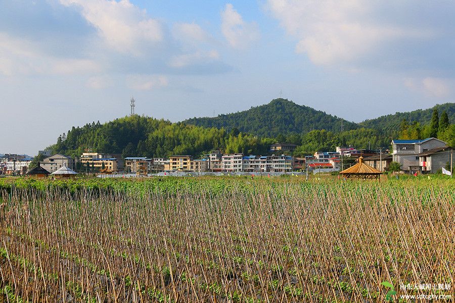 福建农土地流转为农民走出一条致富路