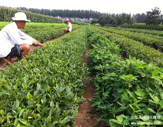 青岛公布2016年度市级示范农民合作社和示范家庭农场名单
