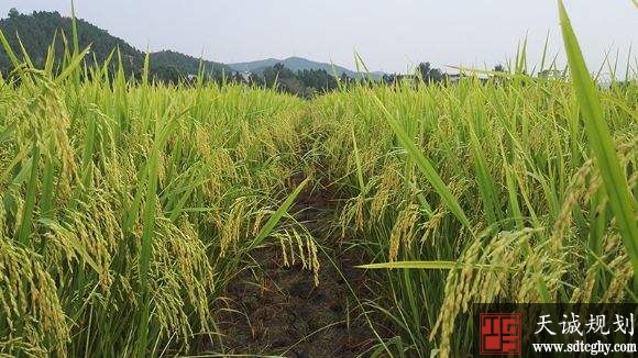 四川农土地确权率达92.9% 农土地“三权分置”格局基本形成
