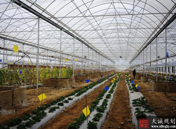 山东临清蔬菜安全生产和农产品质量安全可追溯