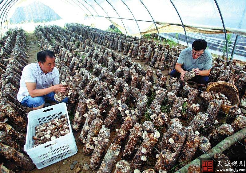 佛坪县“三变”改革助力农业发展农民增收