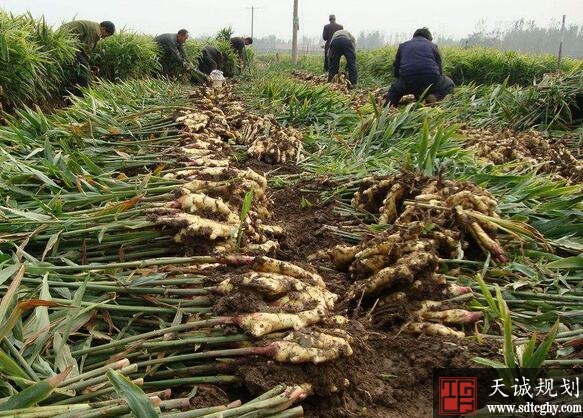 预计今年生姜种植面积仍将继续扩大