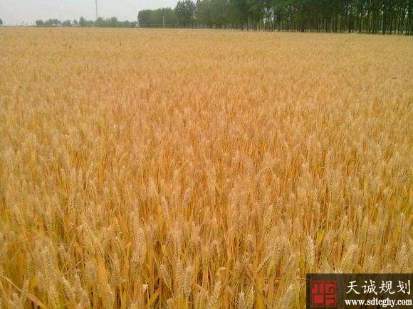 河南郑州举行我国首个杂交小麦项目产业化基地奠基仪式