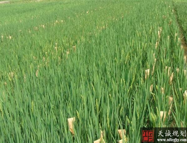 水富县农土地流转助力产业结构调整腾飞