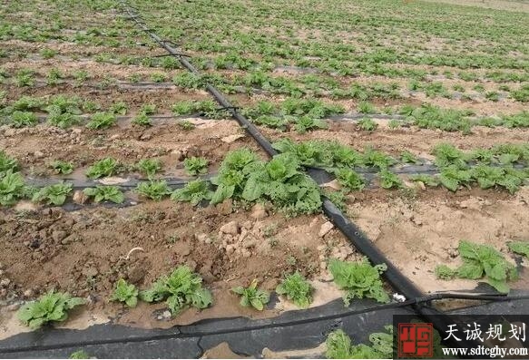 高台县农土地流转将土地整合实现规模经营