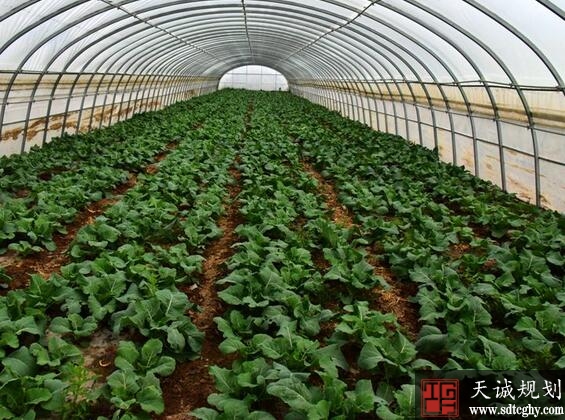 高台县农土地流转20.5万亩促进农民增收致富