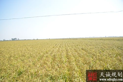 农户土地流转意愿不断增强进一步提高经济效益
