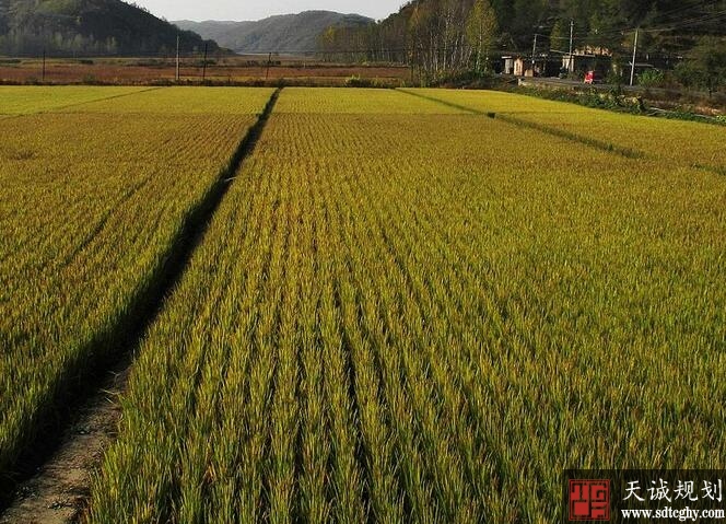 龙泉积极引导农土地流转盘活土地资源激发农村发展活力