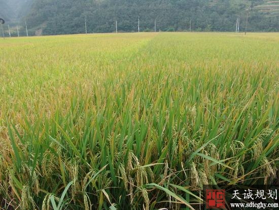 鸡鸣乡农土地确权颁证为明晰农村土地产权奠定基础