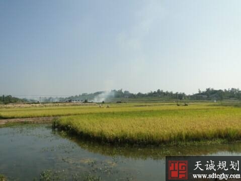 安乡县整村土地流转实现增收增利目标