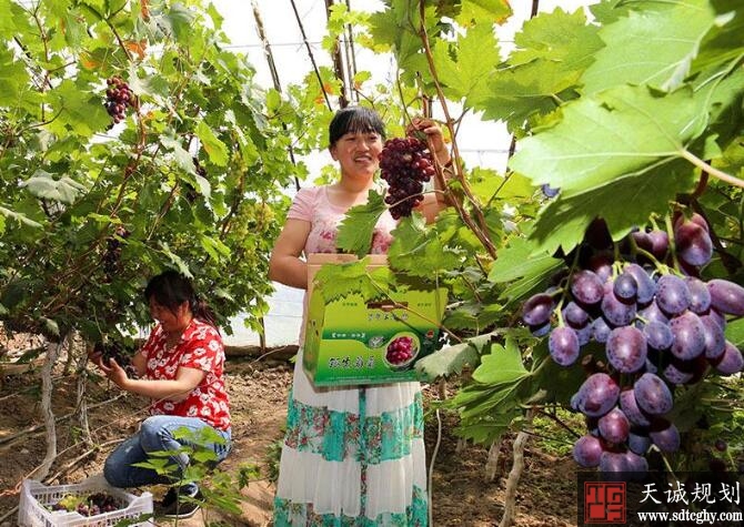 临泽沙河镇家庭农场不断发展壮大成为乡村振兴的助力