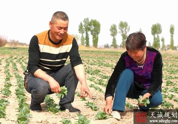 临泽县农土地流转提高农业发展效益带领农民致富