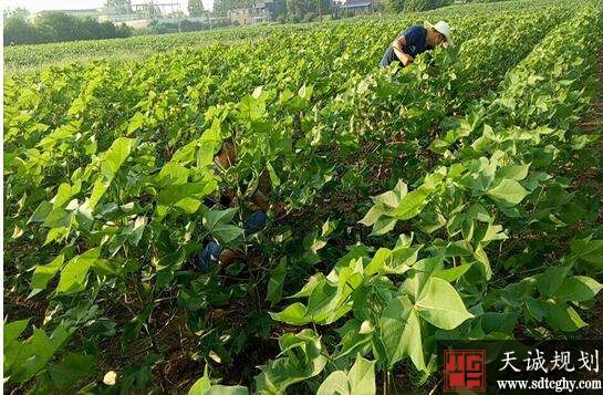 湖南安乡县农土地流转刮家洲模式打破“空壳村”被动局面