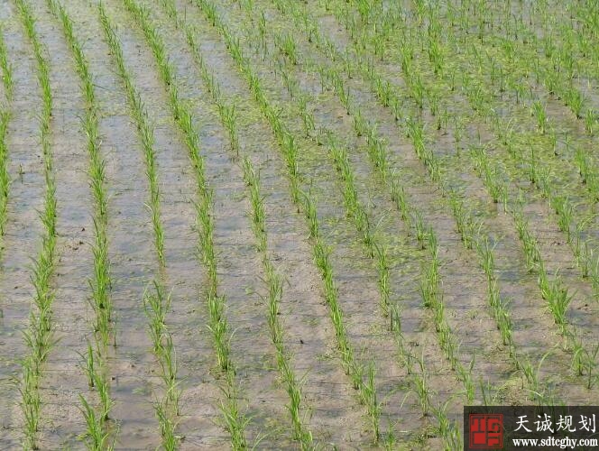 合川区大兴农田水利建设提高农业生产能力增加农民收入