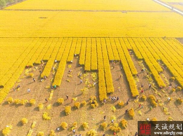 泗洪县农土地抵押贷款为现代农业发展注入活水