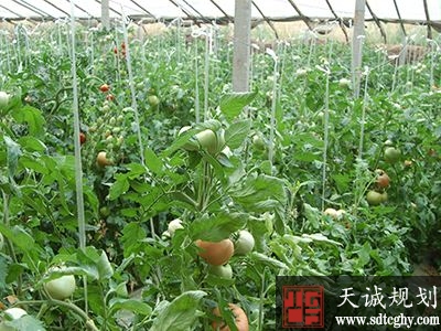 商河怀仁镇强化“四个支撑”推进农业产业化发展