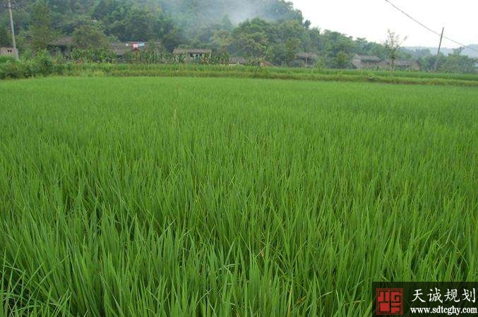  苍溪县探索四级风险体系防控土地承包经营权抵押贷款风险