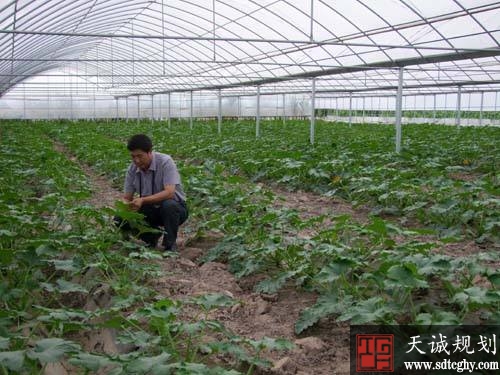 金塔县积极推进农土地流转让农民走上增收致富快车道