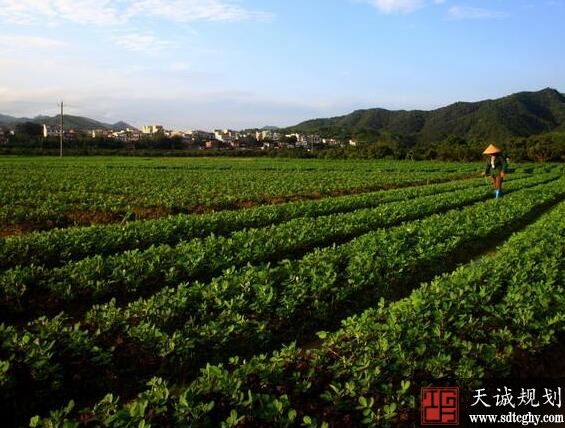 贵港市农土地流转把土地集中起来促产业兴旺