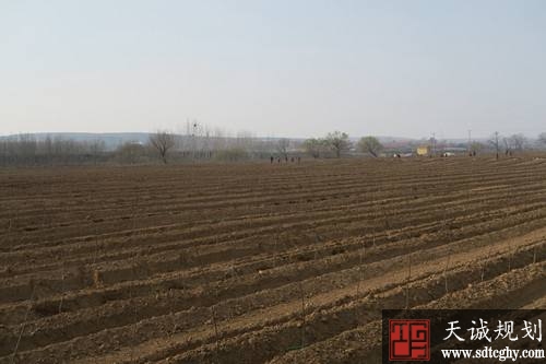 莱阳小院村农土地流转让群众实现抱团走上致富路