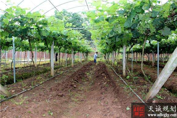 重庆大足区土地整治不但提高土地利用率还为乡村振兴添动能