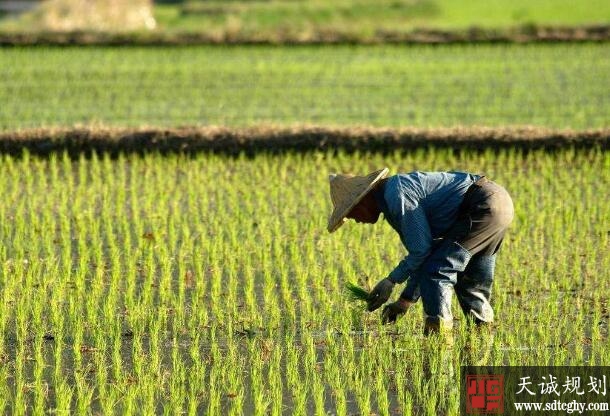 2019年实行一户一田 开始农村耕地归并