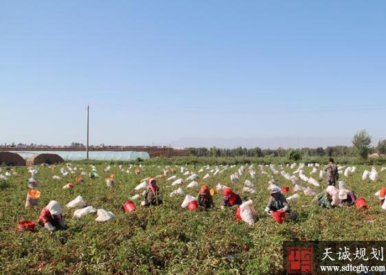 临泽县沙河镇登记认定家庭农场19家 带动周边农户1900余户