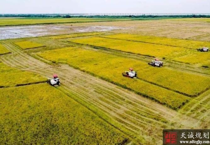 南昌县土地托管服务促农业规模经营提高农业效益