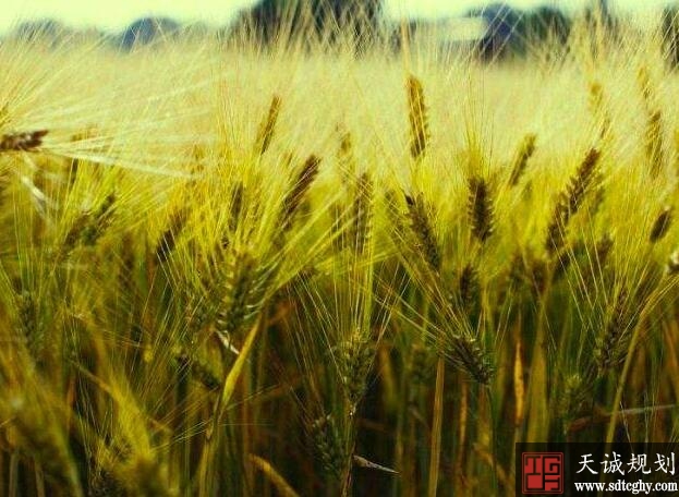 济南发布《通知》允许农户参与本村和个人闲散土地盘活利用