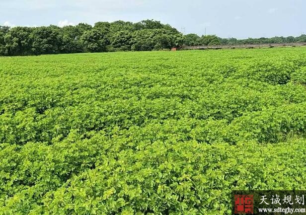 巨野县农土地流转破解“有田无人种”困局