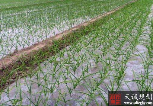 高青县农土地流转助力贫困户脱贫致富