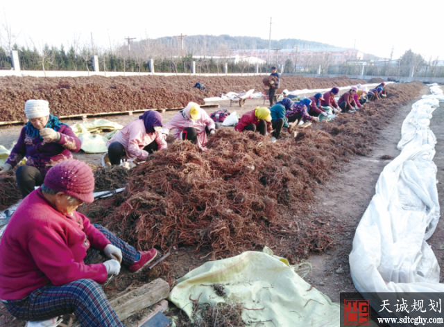 莒县库山乡农土地流转大力发展药材特色种植