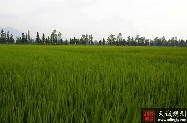 南丰县高质高效推进高标准农田建设夯实农业基础