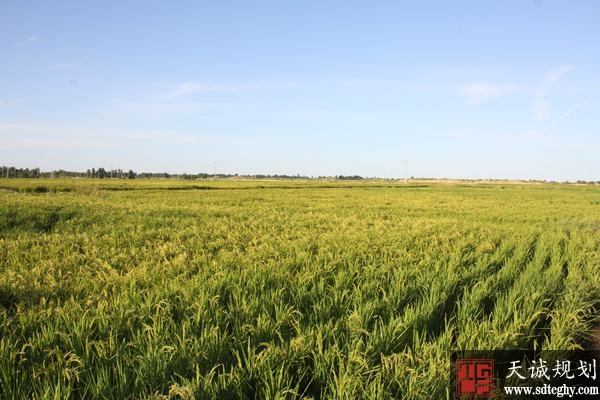 奈曼旗农土地流转盘活土地增加农民收入
