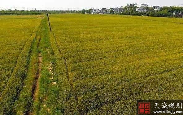 苍南县金乡通过全域土地综合整治与生态修复增加30亩指标用地