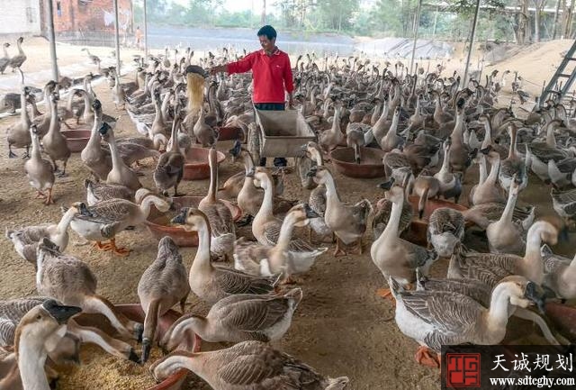 博白县土地流转好政策带领乡亲脱贫致富